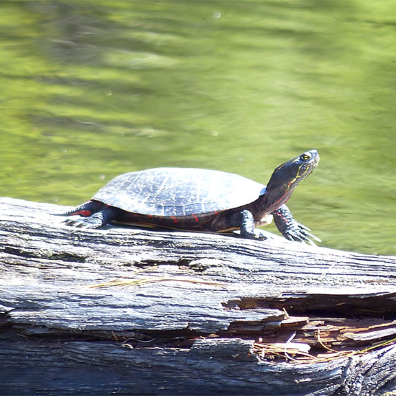 Amphibians of the Adirondack Park: Eastern Painted Turtle near the Black Pond Trail at the Paul Smith's College VIC (28 April 2013). Amphibians of the Adirondack Park: Eastern Painted Turtle near the Black Pond Trail at the Paul Smith's College VIC (28 April 2013).