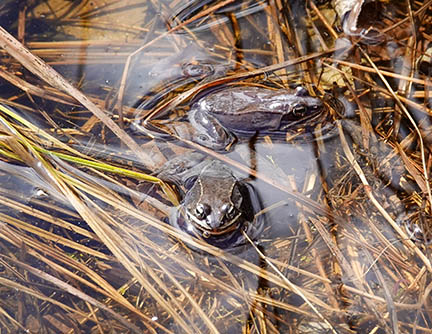 Adirondack Amphibians & Reptiles: Wood Frogs (Lithobates sylvaticus) at Cemetery Road Wetlands, Essex County, NY (4 April 2022).