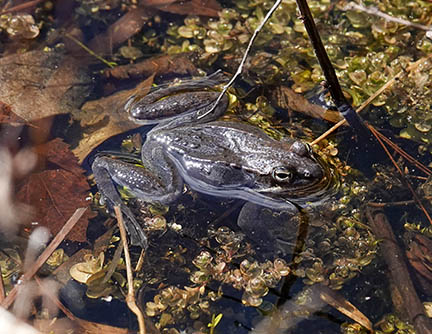 Adirondack Amphibians & Reptiles: Wood Frog (Lithobates sylvaticus) at Cemetery Road Wetlands, Essex County, NY (4 April 2022). 