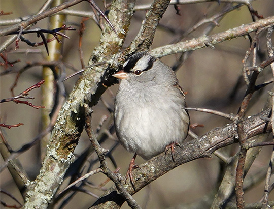 Adirondack Birding: White-crowned Sparrow on the Jackrabbit Trail at River Road (18 October 2018)