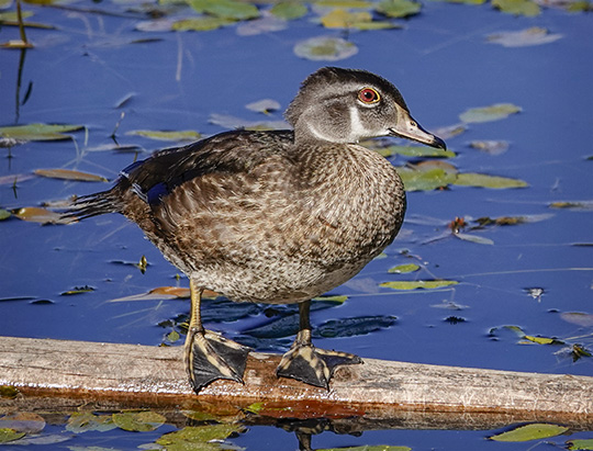 Adirondack Birding: Wood Duck on the Jackrabbit Trail at River Road (13 September 2018)