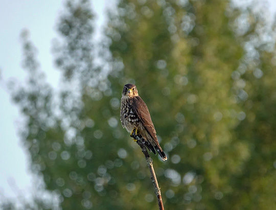Adirondack Birding: Merlin on the Jackrabbit Trail at River Road (26 August 2018)