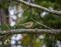 Adirondack Birds: Blackpoll Warbler on the Woods & Waters Trail at the Paul Smith's College VIC (30 Septmeber 2018) 