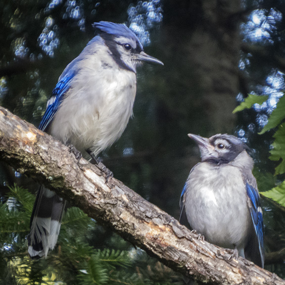 Birds of the Adirondack Park: Blue Jays near Craig Wood Golf Course, Lake Placid (2 June 2014). Birds of the Adirondack Park: Blue Jays near Craig Wood Golf Course, Lake Placid (2 June 2014).