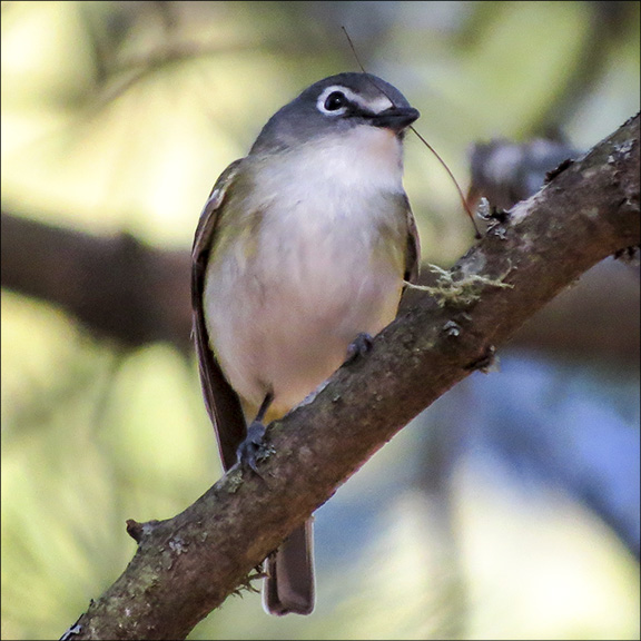 Birds of the Adirondack Park: Blue-headed Vireo near the Black Pond outlet on the Keese Mills Road (10 May 2016). Birds of the Adirondack Park: Blue-headed Vireo near the Black Pond outlet on the Keese Mills Road (10 May 2016).