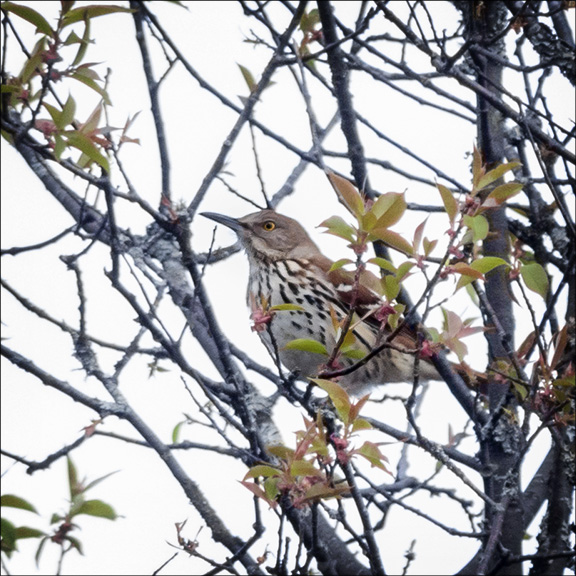 Adirondack Birds: Brown Thrasher on an abandoned field at John Brown Farm (19 May 2014). Adirondack Birds: Brown Thrasher on an abandoned field at John Brown Farm (19 May 2014).
