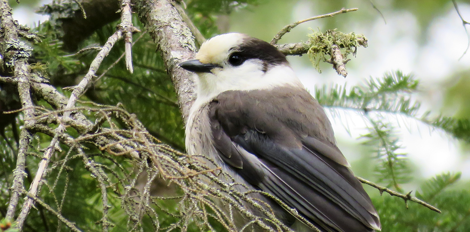 Adirondack Birds: Canada Jay on the Blooomingdale Bog Trail (3 June 2017).