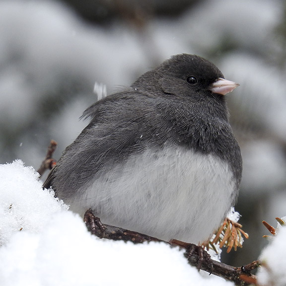 Birds of the Adirondack Park: Dark-eyed Junco near Craig Wood Golf Course, Lake Placid (26 April 2016). Birds of the Adirondack Park: Dark-eyed Junco near Craig Wood Golf Course, Lake Placid (26 April 2016).