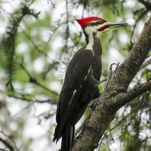 Birds of the Adirondack Park: Pileated Woodpecker on the Jackrabbit Trail (28 May 2017). Birds of the Adirondack Park: Pileated Woodpecker on the Jackrabbit Trail (28 May 2017).