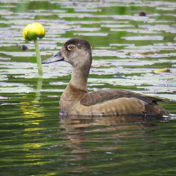 Birds of the Adirondack Park: Ring-necked Duck on Heron Marsh (21 June 2016). Birds of the Adirondack Park: Ring-necked Duck on Heron Marsh (21 June 2016).