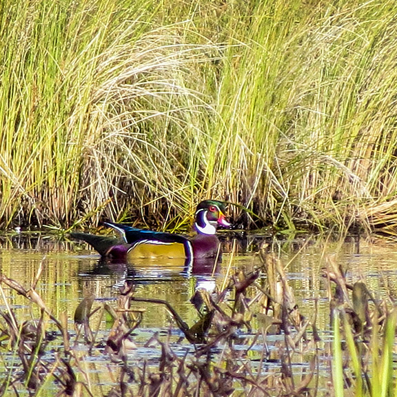 Birds of the Adirondack Park: Male Wood Duck on Heron Marsh (24 September 2014). Birds of the Adirondack Park: Male Wood Duck on Heron Marsh (24 September 2014).