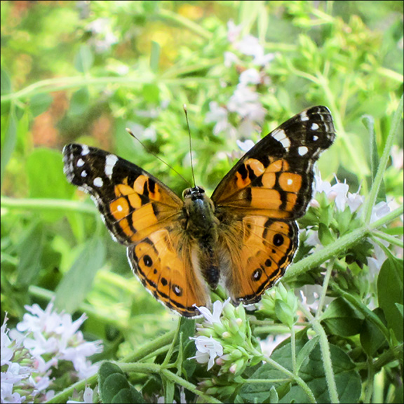 Adirondack Butterflies American Lady at the Paul Smiths VIC Butterfly House (4 August 2012). Adirondack Butterflies American Lady at the Paul Smiths VIC Butterfly House (4 August 2012).