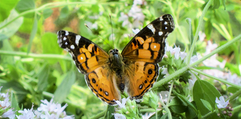 Butterflies of the Adirondack Park: American Lady Butterfly at the Paul Smiths VIC Butterfly House (4 August 2012). Butterflies of the Adirondack Park: American Lady Butterfly at the Paul Smiths VIC Butterfly House (4 August 2012).