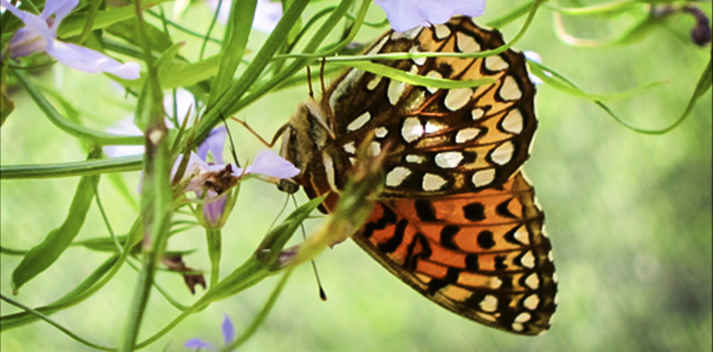 Butterflies of the Adirondack Park: Atlantis Fritillary at the Paul Smiths VIC Butterfly House (16 June 2012).