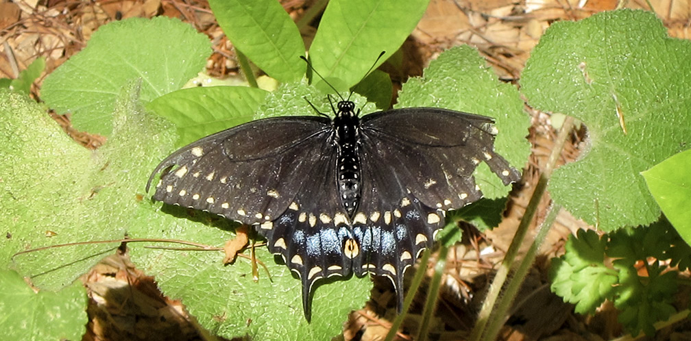 Butterflies of the Adirondack Park: Black Swallowtail at the Paul Smiths VIC Native Species Butterfly House (1 September 2012). Butterflies of the Adirondack Park: Black Swallowtail at the Paul Smiths VIC Native Species Butterfly House (1 September 2012).