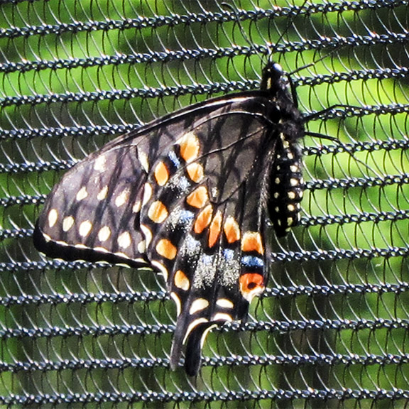 Butterflies of the Adirondack Park: Black Swallowtail at the Paul Smiths VIC Native Species Butterfly House (4 August 2012). Butterflies of the Adirondack Park: Black Swallowtail at the Paul Smiths VIC Native Species Butterfly House (4 August 2012).