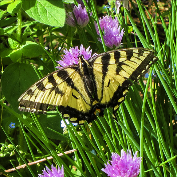 Butterflies of the Adirondacks: Canadian Tiger Swallowtail at the Paul Smiths VIC (9 June 2012). Butterflies of the Adirondack Park: Canadian Tiger Swallowtail at the Paul Smiths VIC (9 June 2012).