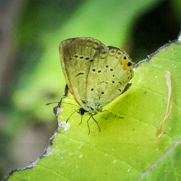 Butterflies of the Adirondack Park: Eastern Tailed Blue at the Paul Smiths VIC Native Species Butterfly House (9 September 2012). Butterflies of the Adirondack Park: Eastern Tailed Blue at the Paul Smiths VIC Native Species Butterfly House (9 September 2012).