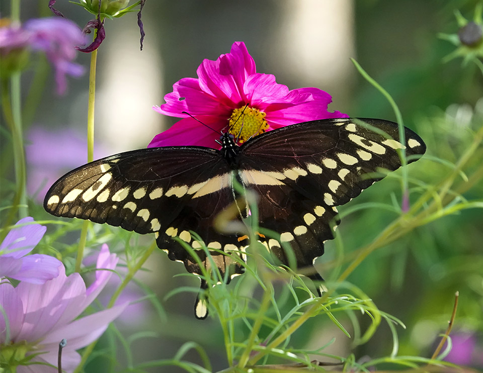 Butterflies of the Adirondacks: Giant Swallowtail at John Brown Farm (26 August 2019).