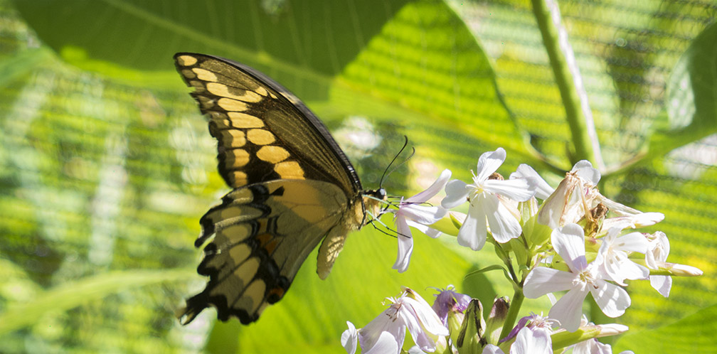 Butterflies of the Adirondack Park: Giant Swallowtail at the Paul Smiths VIC Native Species Butterfly House (19 August 2014). Butterflies of the Adirondack Park: Giant Swallowtail at the Paul Smiths VIC Native Species Butterfly House (19 August 2014).