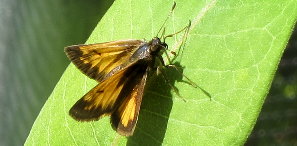 Butterflies of the Adirondack Park: Hobomok Skipper at the Paul Smiths VIC Native Species Butterfly House (9 June 2012).