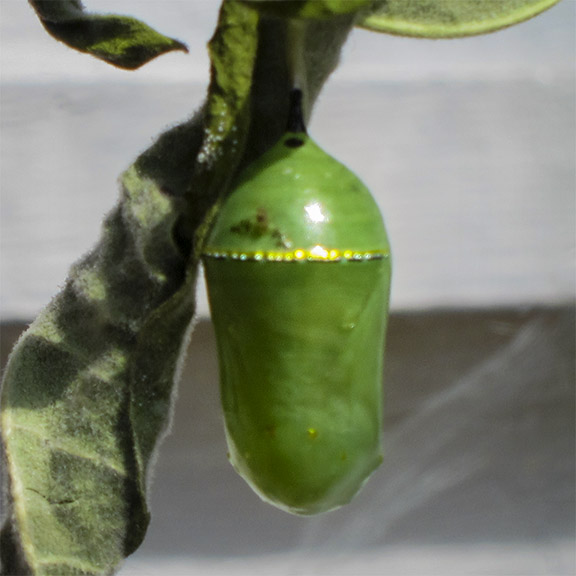 Butterflies of the Adirondack Park: Monarch chrysalis at the Paul Smiths VIC Butterfly House (1 September 2012).