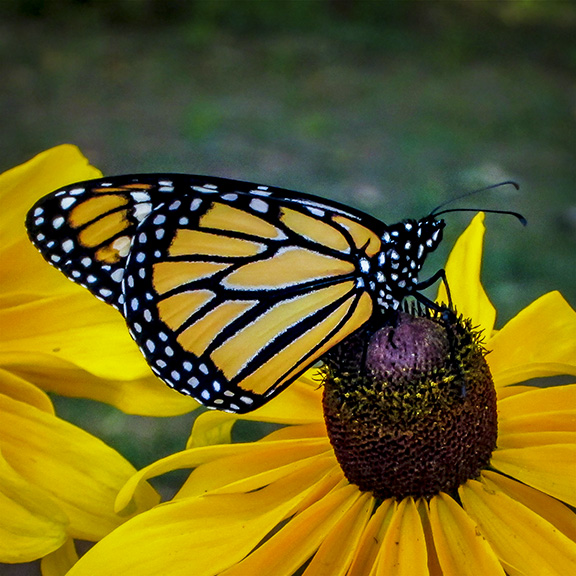 Butterflies of the Adirondack Park: Monarch in the Paul Smiths VIC Butterfly Garden (1 September 2012). Butterflies of the Adirondack Park: Monarch in the Paul Smiths VIC Butterfly Garden (1 September 2012).