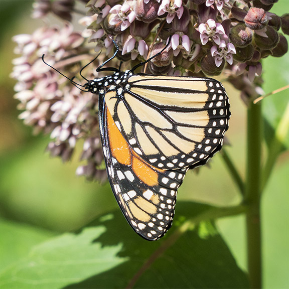 Butterflies of the Adirondack Park: Monarch at the Paul Smiths VIC Butterfly House (12 July 2014).