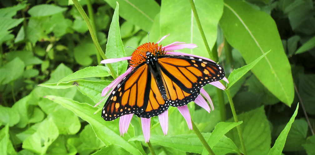 Butterflies of the Adirondack Park: Monarch at the Paul Smiths VIC Native Species Butterfly House (8 August 2012). Butterflies of the Adirondack Park: Monarch at the Paul Smiths VIC Native Species Butterfly House (8 August 2012).
