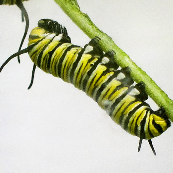 Butterflies of the Adirondack Park: Monarch Caterpillar at the Paul Smiths VIC Native Species Butterfly House (18 July 2012). Butterflies of the Adirondack Park: Monarch Caterpillar at the Paul Smiths VIC Native Species Butterfly House (18 July 2012).