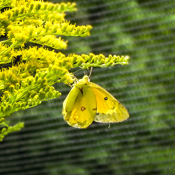 Butterflies of the Adirondack Park: Orange Sulphur at the Paul Smiths VIC Native Species Butterfly House (28 July 2012). Butterflies of the Adirondack Park: Orange Sulphur at the Paul Smiths VIC Native Species Butterfly House (28 July 2012).