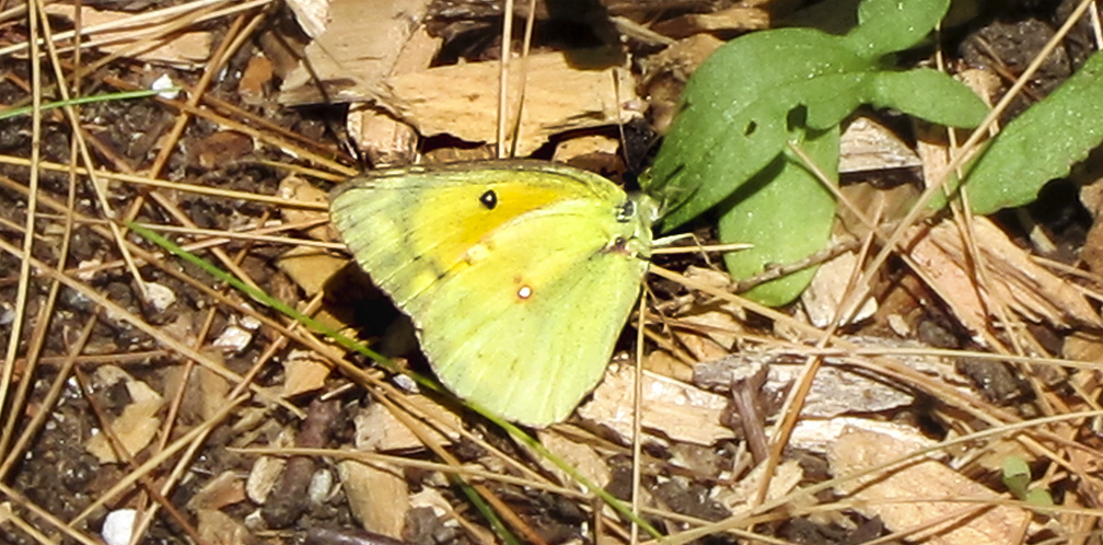 Butterflies of the Adirondack Park: Orange Sulphur at the Paul Smiths VIC Native Species Butterfly House (28 June 2012). Butterflies of the Adirondack Park: Orange Sulphur at the Paul Smiths VIC Native Species Butterfly House (28 June 2012).