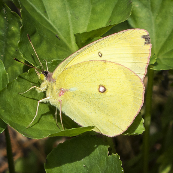 Butterflies of the Adirondack Park: Pink-edged Sulphur at the Paul Smiths VIC Native Species Butterfly House (12 July 2013). Butterflies of the Adirondack Park: Pink-edged Sulphur at the Paul Smiths VIC Native Species Butterfly House (12 July 2013).