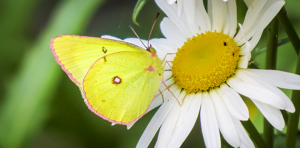 Butterflies of the Adirondack Park: Pink-edged Sulphur at the Paul Smiths VIC Native Species Butterfly House (26 June 2015). Butterflies of the Adirondack Park: Pink-edged Sulphur at the Paul Smiths VIC Native Species Butterfly House (26 June 2015).