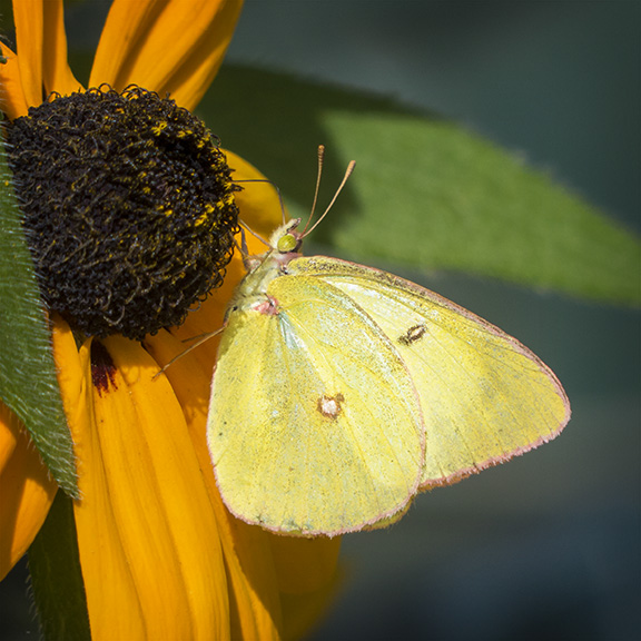 Butterflies of the Adirondack Park: Pink-edged Sulphur at the Paul Smiths VIC Native Species Butterfly House (27 July 2013). Butterflies of the Adirondack Park: Pink-edged Sulphur at the Paul Smiths VIC Native Species Butterfly House (27 July 2013).