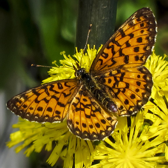 Butterflies of the Adirondack Park: Silver-bordered Fritillary at the Paul Smiths VIC Native Species Butterfly House (16 June 2012).