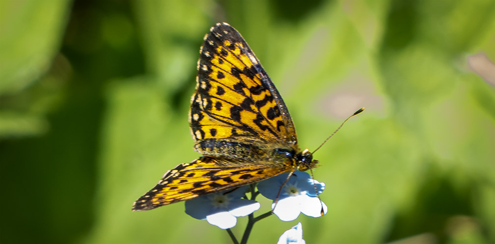 Butterflies of the Adirondack Park: Silver-bordered Fritillary at the Paul Smiths VIC Native Species Butterfly House (22 June 2014).