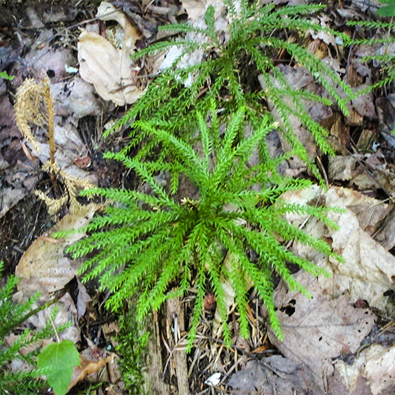 Clubmosses of the Adirondacks: Princess Pine (Lycopodium obscurum) on the Boreal Life Trail (1 September 2012). Clubmosses of the Adirondacks: Princess Pine (Lycopodium obscurum) on the Boreal Life Trail (1 September 2012).