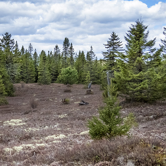 Adirondack Forest Fires: Burned-over areas on Blue Mountain Road in Franklin County (12 May 2017). Adirondack Forest Fires: Burned-over areas on Blue Mountain Road in Franklin County (12 May 2017).