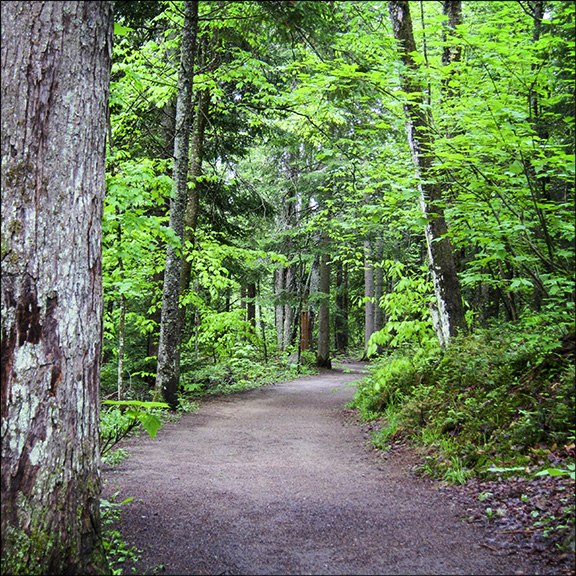 Forest Succession in the Adirondacks: Mature Mixed Wood Forest on the Barnum Brook Trail at the Paul Smiths VIC (23 May 2012). Forest Succession in the Adirondacks: Mature Mixed Wood Forest on the Barnum Brook Trail at the Paul Smiths VIC (23 May 2012).