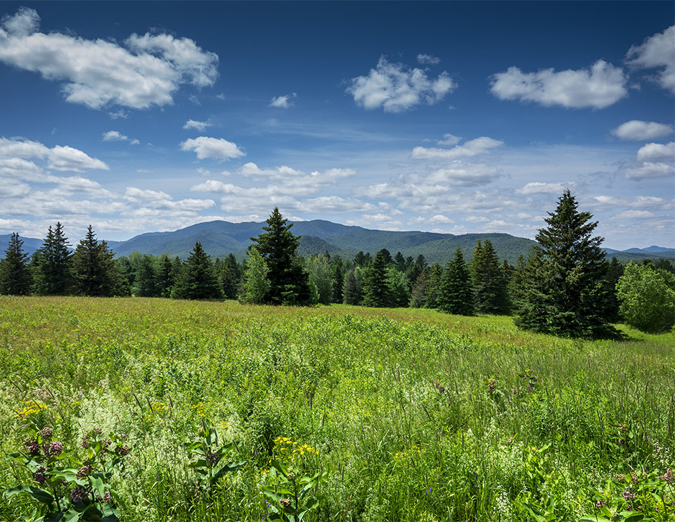 Adirondack Habitats: Adirondack Habitats: Old field on the Adirondack Loj Road (15 July 2019). 