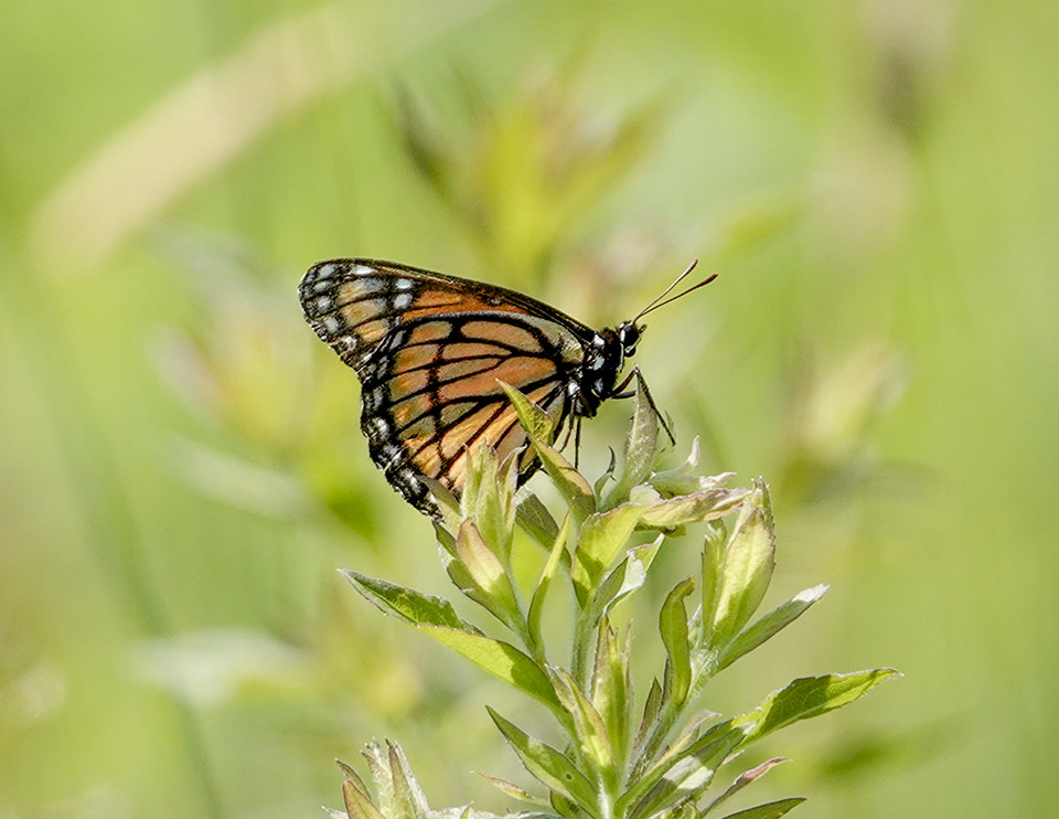 Adirondack Butterflies: Viceroy (Limenitis archippus) on the Adirondack Loj Road (15 July 2019)