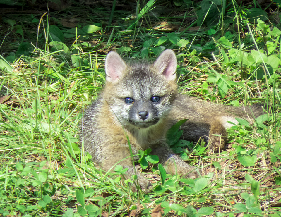 Mammals of the Adirondack Park: Gray Fox near Lake Placid (8 July 2015).