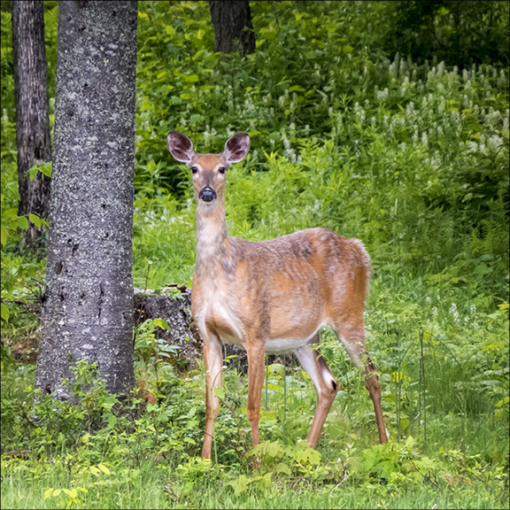 Adirondack Mammals: White-tailed Deer near Craig Wood Golf Course (10 June 2014). Adirondack Mammals: White-tailed Deer near Craig Wood Golf Course (10 June 2014).