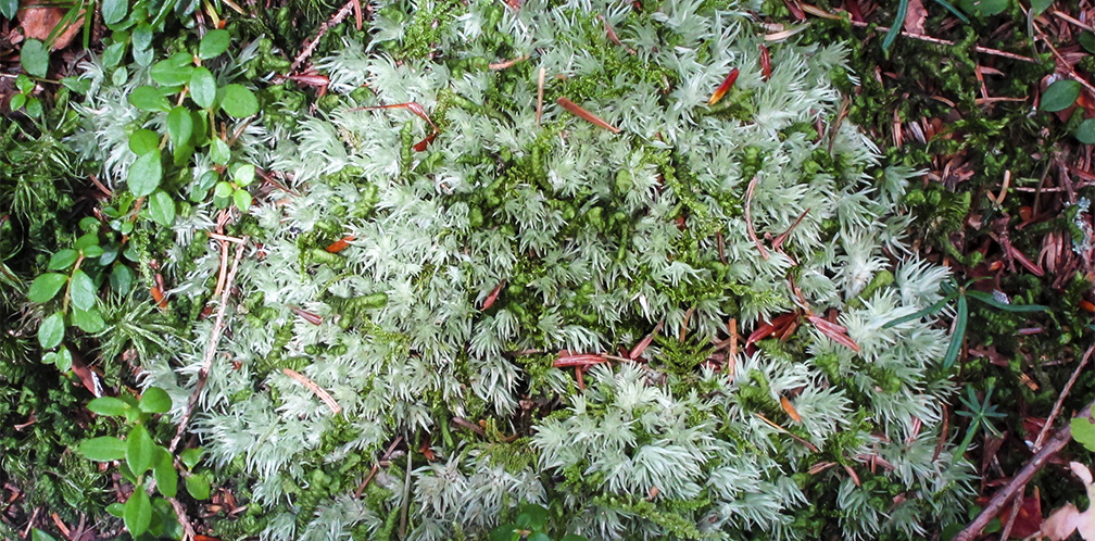 TMosses of Adirondacks: Black Spruce and Pincushion Moss on the Boreal Life Trail (1 September 2012) Mosses of Adirondacks: Black Spruce and Pincushion Moss on the Boreal Life Trail (1 September 2012)