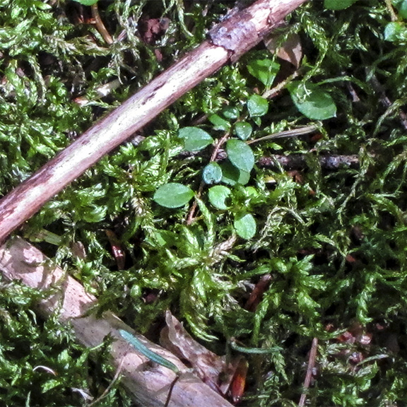 Mosses of the Adirondack Park: Schreber's Big Red Stem Moss (Pleurozium schreberi) on the Boreal Life Trail (1 September 2012). Mosses of the Adirondack Park: Schreber's Big Red Stem Moss (Pleurozium schreberi) on the Boreal Life Trail (1 September 2012).