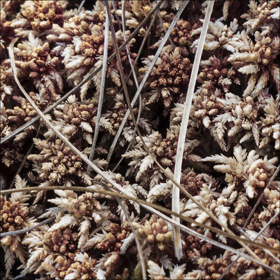 Mosses of the Adirondacks: Sphagnum on Barnum Bog (2 August 2013). Mosses of the Adirondacks: Sphagnum on Barnum Bog (2 August 2013).