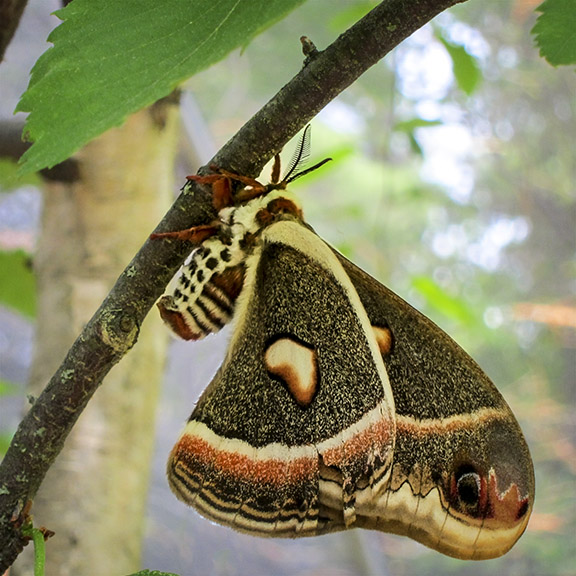 Moths of the Adirondack Park: Cecropia Moth at the Paul Smiths VIC Butterfly House (16 June 2012).