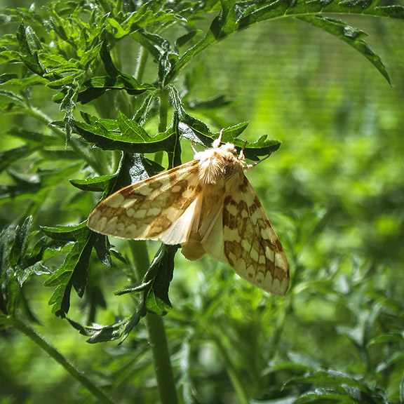 Moths of the Adirondack Park: Spotted Tussock Moth at the Paul Smiths VIC Butterfly House (30 June 2013).