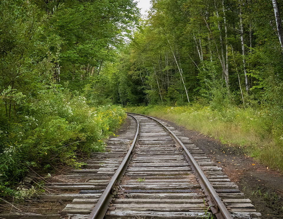 Adirondack Habitats: Mixed forest on the Lake Colby Railroad Tracks (1 September 2019).